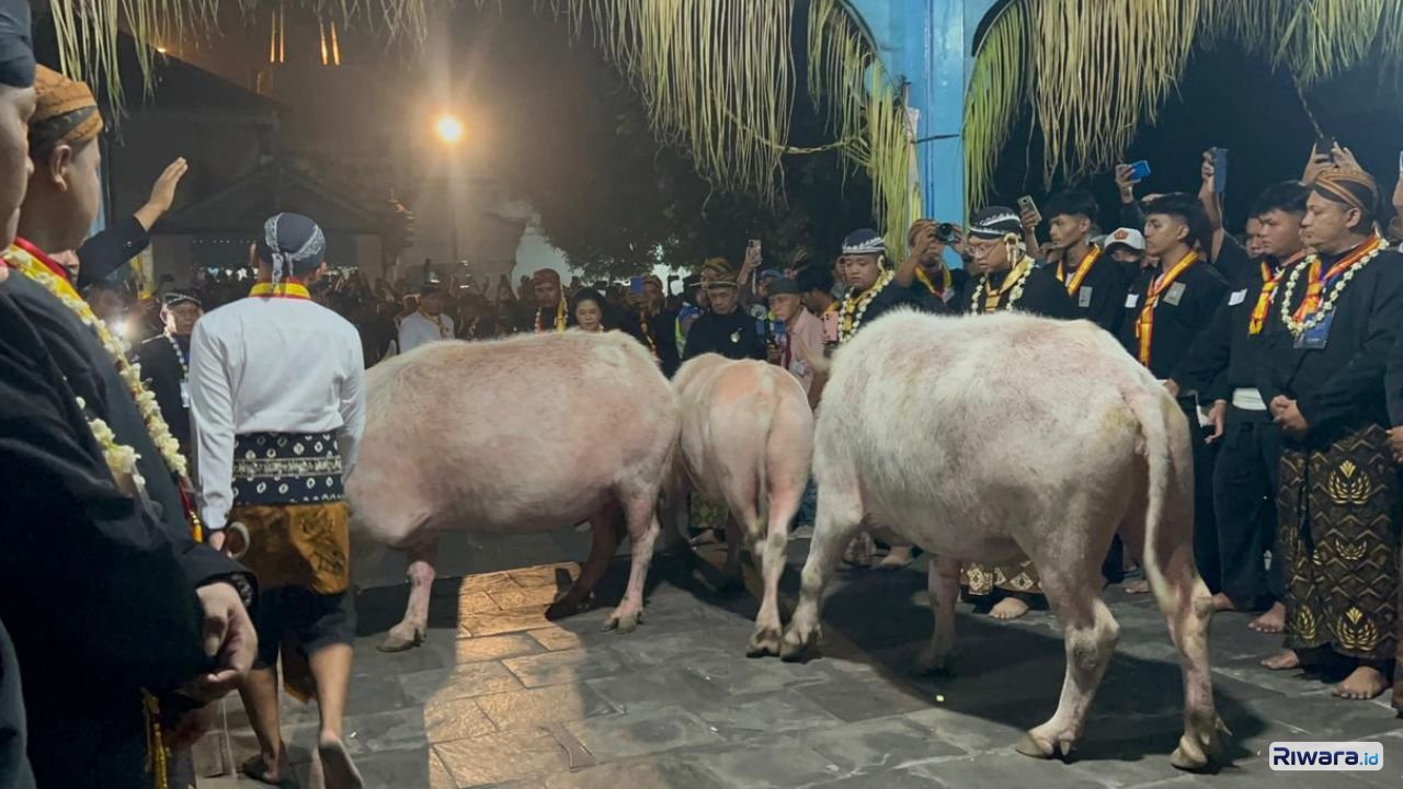 Kerbau Bule Keturunan Kiai Slamet